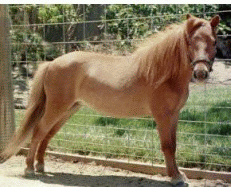 Misty's Little Pickle a 33  8 year old sorrel solid (out of appy colored blood) stallion