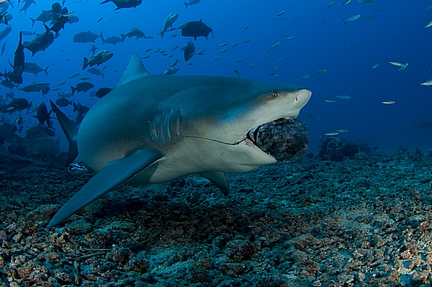 mouth open bull shark