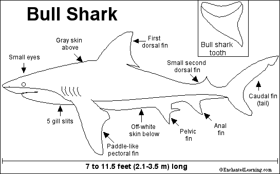 bull shark diagram