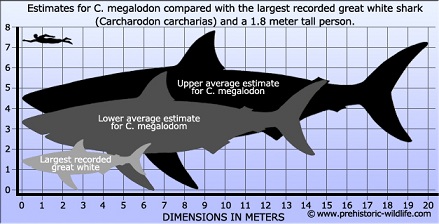 Megalodon size comparison