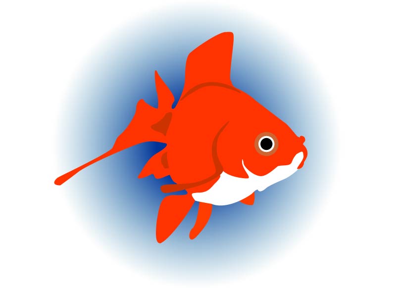 gold fish vector