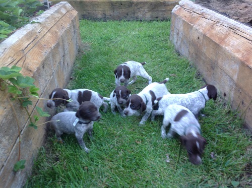 opal's pups growing up
