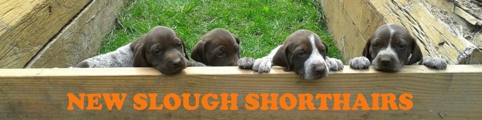 New Slough Shorthairs