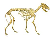 wolf skeleton