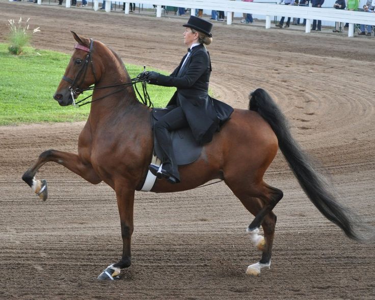 saddlebred horse