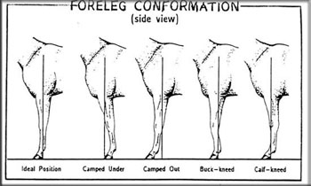 foreleg side