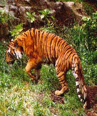 Indochinese Tiger