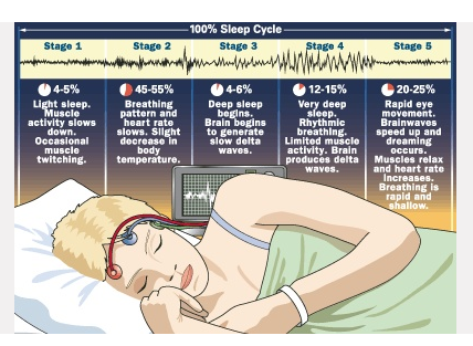 Sleep stages image
