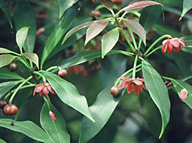 Plant of the Anise Star