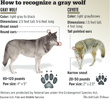 identification chart