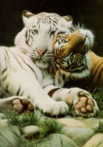 White and Bengal Tiger