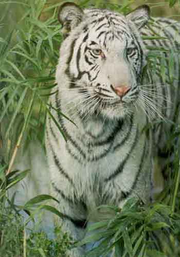 White Tiger